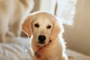 English Cream Golden Retriever Puppies for Sale 5