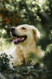 English Cream Golden Retriever Puppies for Sale 6
