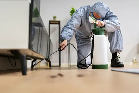 Ant Control in Albuquerque, NM