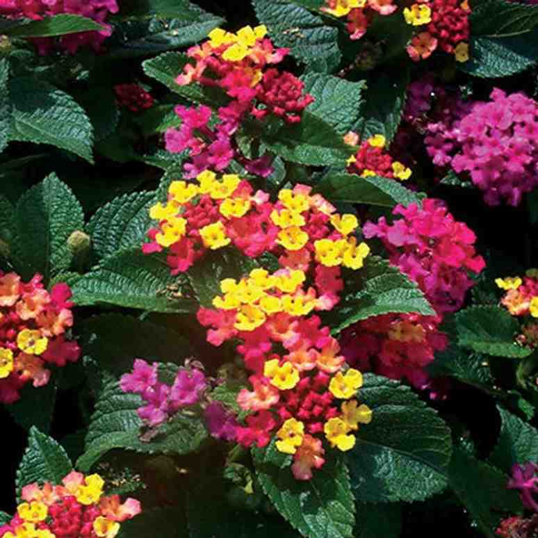 Best Lantana Plants to Buy Online for Summer Color