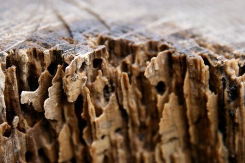 Termite Control in Peoria | Red Rock Pest Control