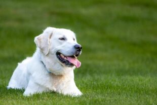 English Golden Retriever Indiana