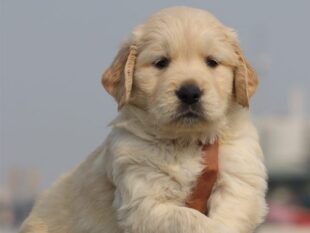 Golden retriever