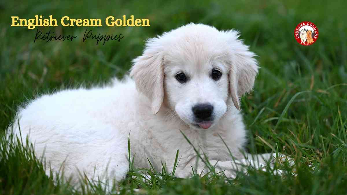 Why English Cream Golden Retriever Puppies Are Perfect