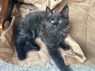 Maine Coon Kittens Mn