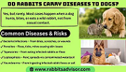 Do Rabbits Carry Hidden Diseases That Affect Dogs