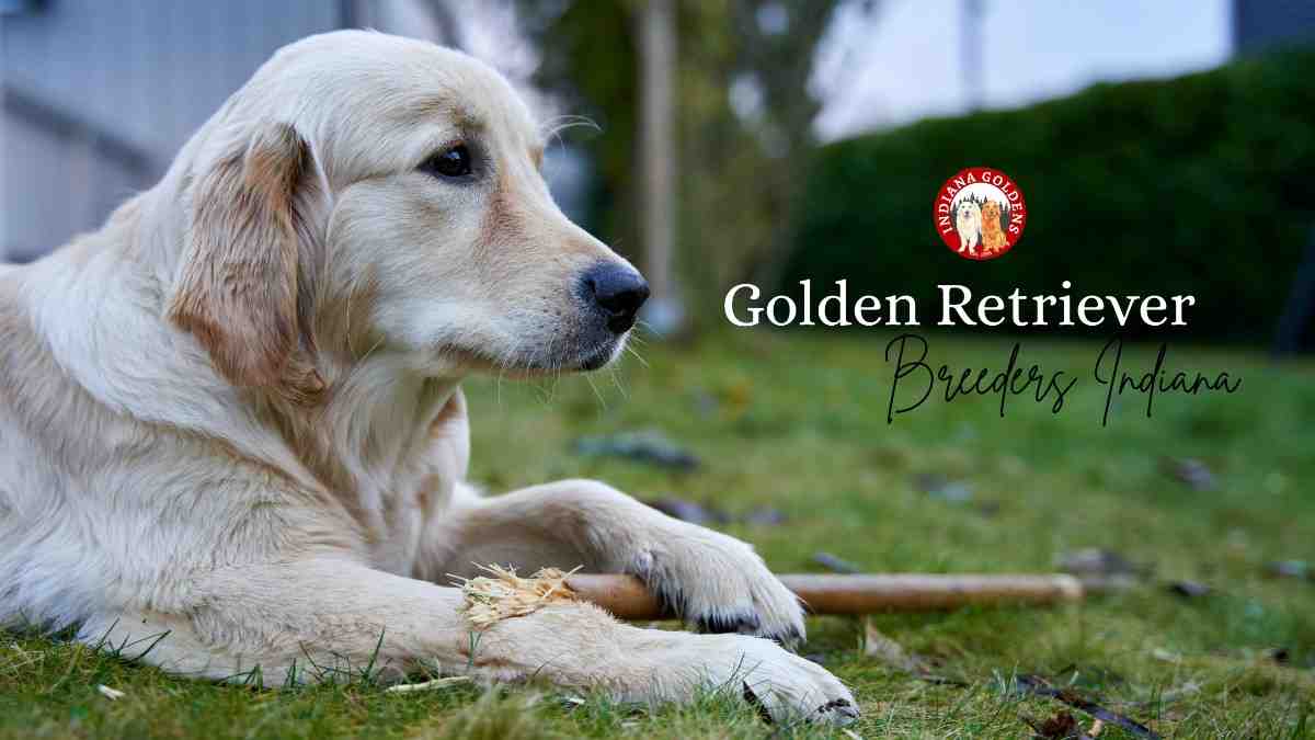 Golden Retriever Breeders Indiana: Choose the Right One