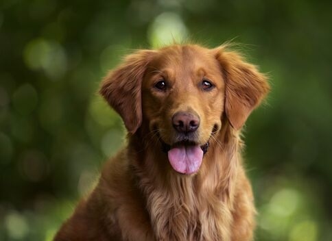 Adorable Golden Retriever Puppy for Sale in Dubai