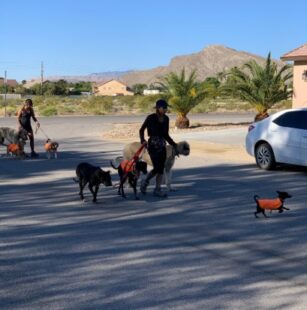 Reliable Daily Care for Happy Active Dogs