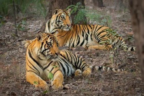 Wildlife Tours India – A Complete Travel Experience
