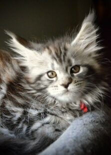 Maine Coon Cats For Sale