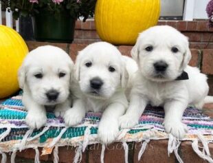 Golden Retriever Puppies for Sale Near Nashville