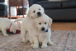 English Cream Golden Retriever Puppies