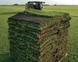 Fresh St Augustine Sod for Sale Today