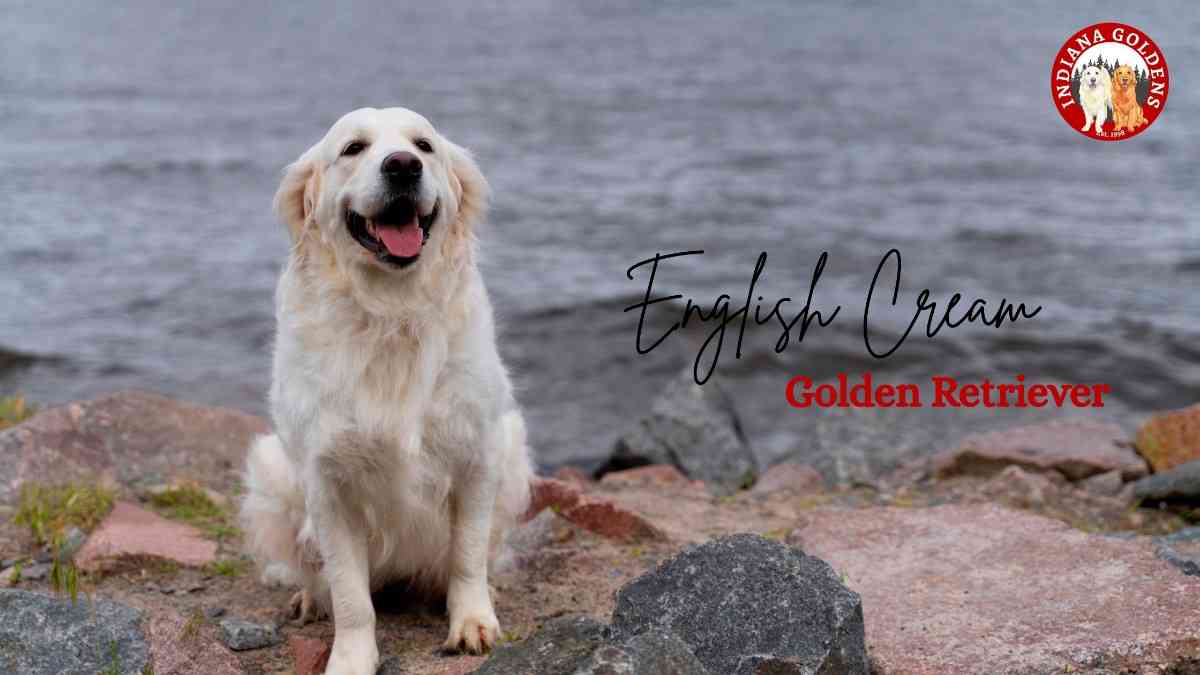 English Cream Golden Retriever: Guide to Beloved Breed