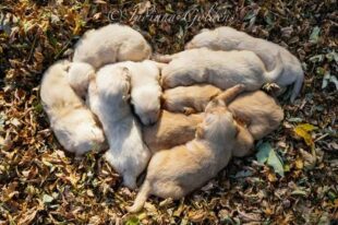 Golden Retriever Puppies Indiana 1