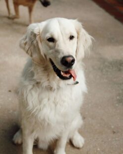 Golden Retrievers Tennessee