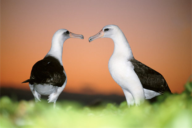 Kenya and Tanzania Safaris for Families