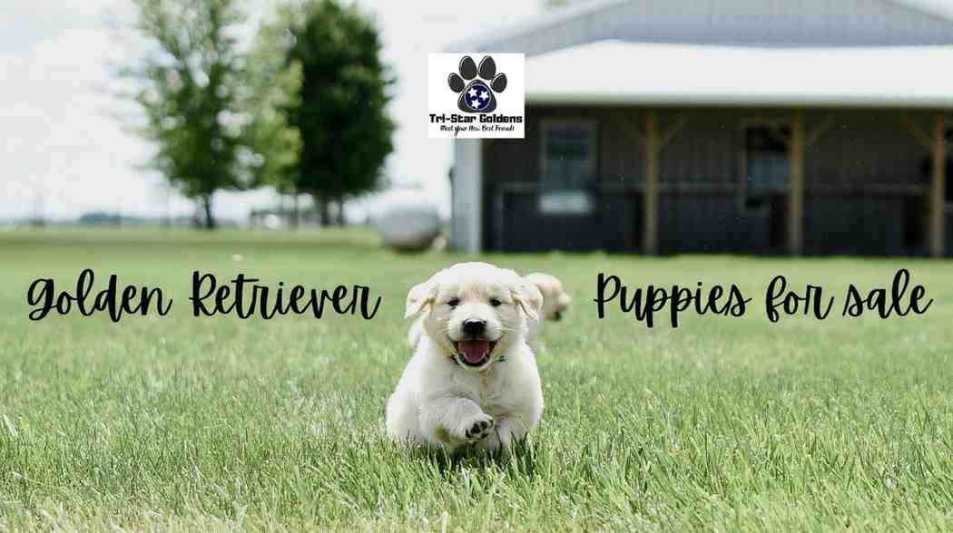Golden Retriever Puppies for Sale – Perfect Companion