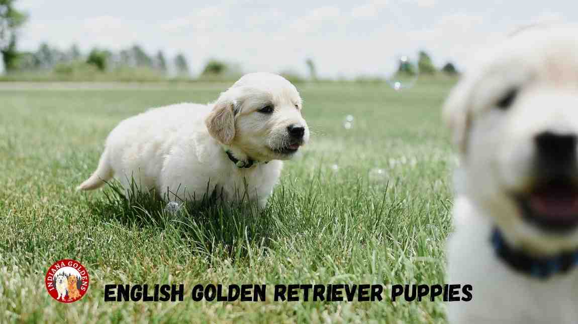 English Golden Retriever Puppies – Loving & Healthy