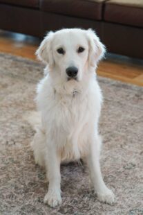 Golden Retriever Indiana