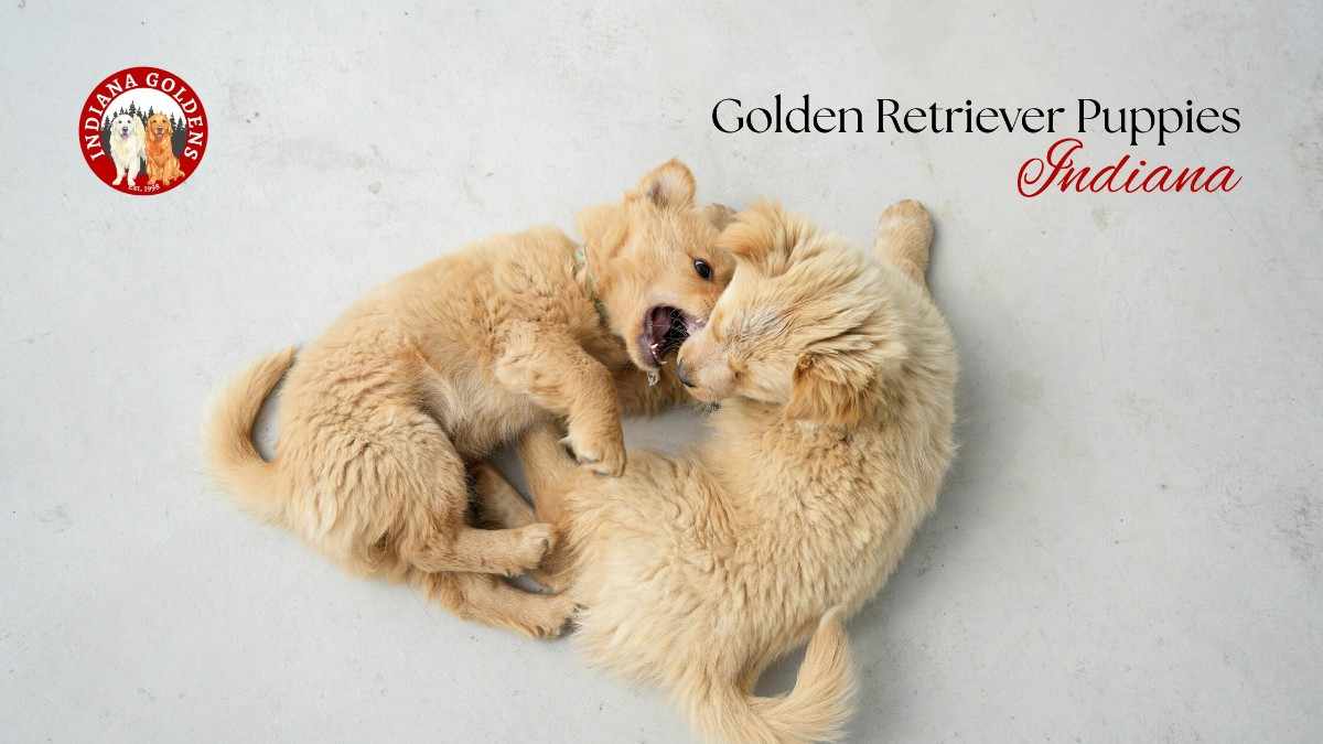 Golden Retriever Puppies Indiana – Things to Know