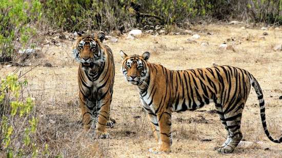Rajasthan Wildlife Tour: Discover Wild Side of India