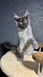 Maine Coon Kittens For Sale Near Wisconsin
