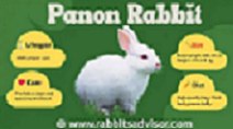 Panon Rabbit Beginner Care Guide
