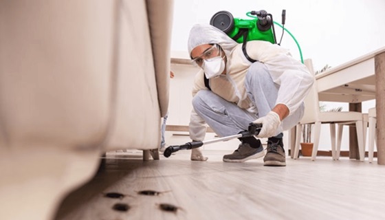 The Role of Pest Control in Clean and Safe Spaces