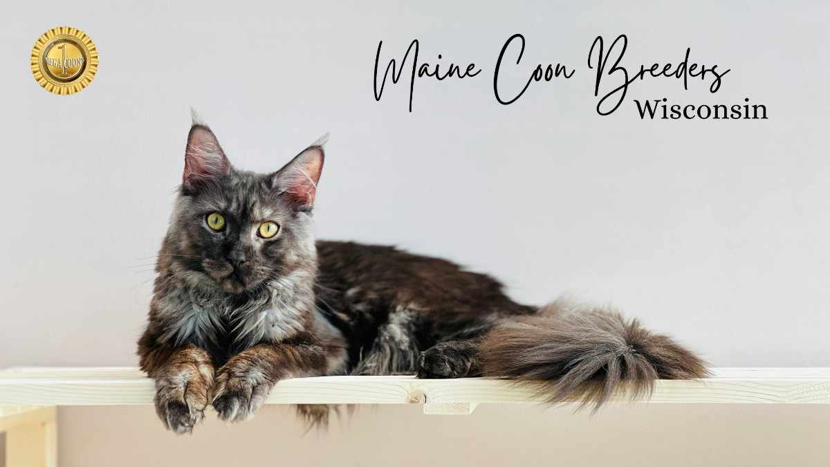 Maine Coon Breeders Wisconsin- Healthy Kittens