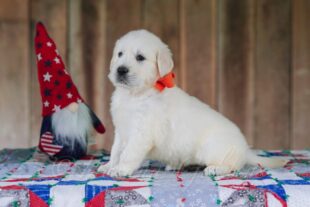 English golden retriever puppies