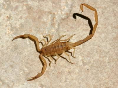 Scorpion Control Peoria | Safe Pest Solutions