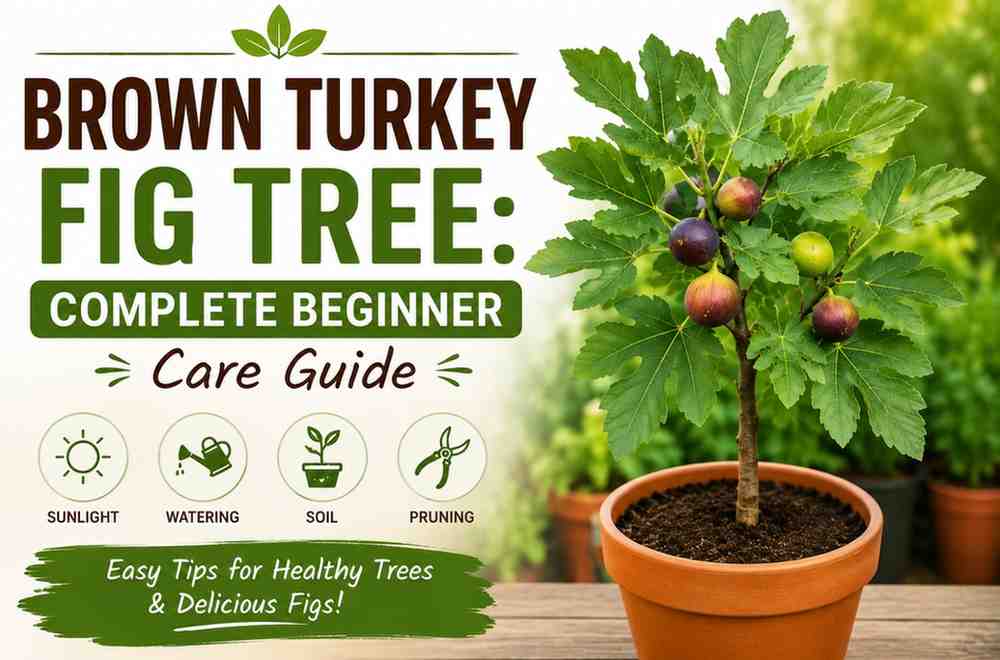 Brown Turkey Fig Tree: Complete Beginner Care Guide