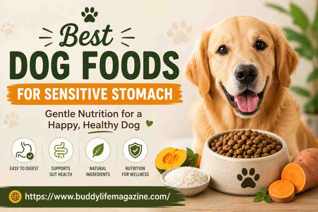 Best Dog Foods for Sensitive Stomach