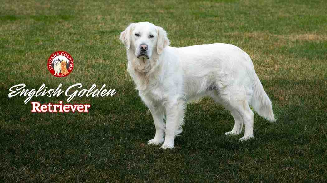 Why English Golden Retriever Are Perfect Family Dogs ?