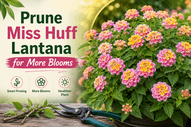 How Do You Prune Miss Huff Lantana for Maximum Blooms?