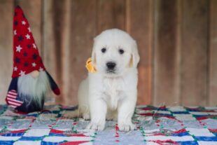English Golden retriever