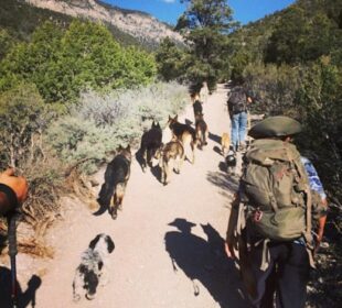 Building Trust Through Safe Dog Pack Walks