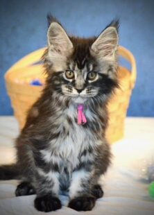 MaineCoonBreedersMinnesota