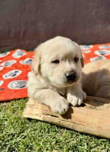English Cream Golden Retriever Puppies For Sale 1