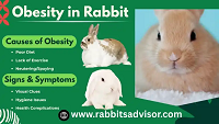 Rabbit Obesity Facts Every Pet Owner Should Read