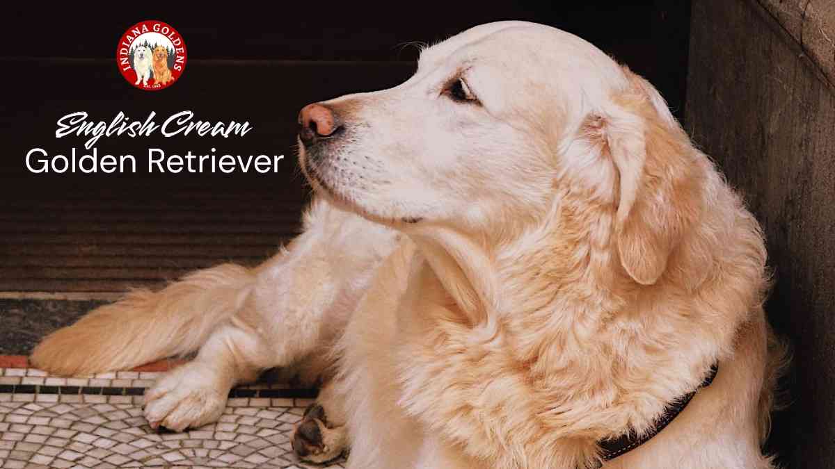 English Cream Golden Retriever- Things You Need to Know