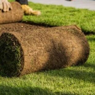 Healthy Sod for Jacksonville Lawns
