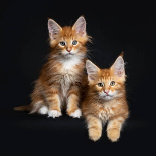 istockphoto 947216906 612x612 1