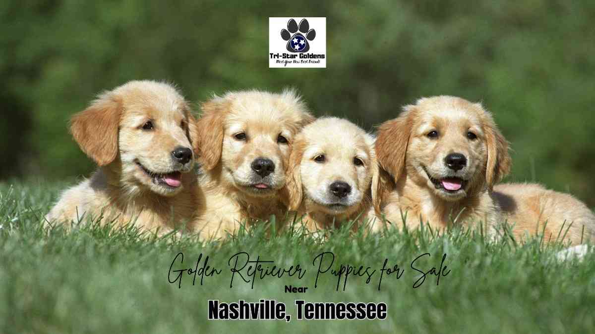Golden Retriever Puppies for Sale Near Nashville