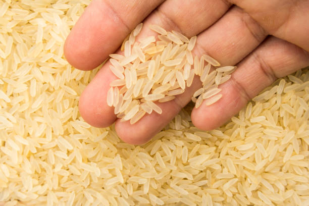 Why Is Rice Continuing to Shape India’s Agricultural