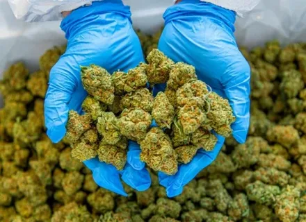 Best Weed Delivery in Stockton, CA: Reliable Service
