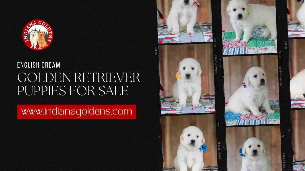 Why Should You Buy an English Cream Golden Retriever