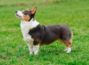 PembrokeWelshCorgiPuppies1